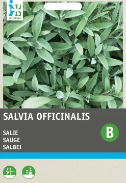 Intratuin Salbei (Salvia officinalis) Samen| Kräutersamen|Saatgut