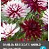Intratuin Schmuckdahlie (Dahlia deco 'Rebecca's World') Blumenzwiebel 1 St.| Sommer-Blüher|Blumenzwiebeln