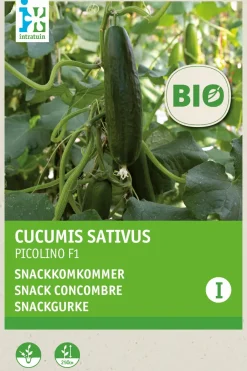 Intratuin Snackgurke (Cucumis sativus 'Picolino') (BIO) Samen| Gemüsesamen|Saatgut