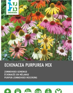 Intratuin Sonnenhut (Echinacaea purpurea) Blumenzwiebeln 5 St.| Winterharte Pflanzen|Mehrjährige Pflanzen