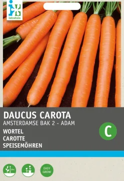 Intratuin Speisemöhren (Daucus 'Amsterdamse Bak') Samen| Gemüsesamen|Saatgut