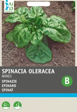 Intratuin Spinat (Spinacia oleracea 'Nores') Samen| Gemüsesamen|Saatgut