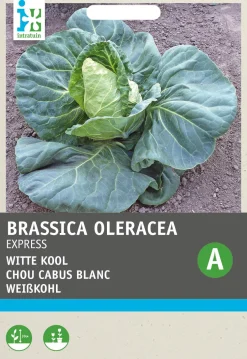 Intratuin Spitzkohl (Brassica oleracea 'Express') Samen| Gemüsesamen|Saatgut