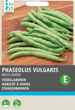 Intratuin Stangenbohne (Phaseolus vulgaris 'Westlandse dubbele') Samen| Gemüsesamen|Saatgut