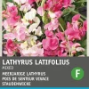 Intratuin Staudenwicke (Lathyrus latifolius) Blumensamen| Saatgut|Blühende Pflanzen