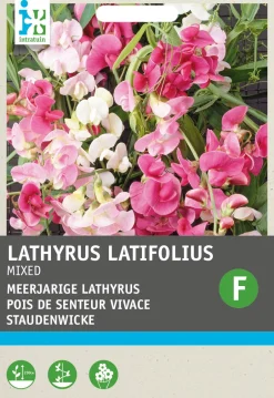 Intratuin Staudenwicke (Lathyrus latifolius) Blumensamen| Saatgut|Blühende Pflanzen