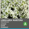 Intratuin Steinkraut weiß (Alyssum maritumum 'Schneeteppich') Blumensamen| Saatgut|Blühende Pflanzen