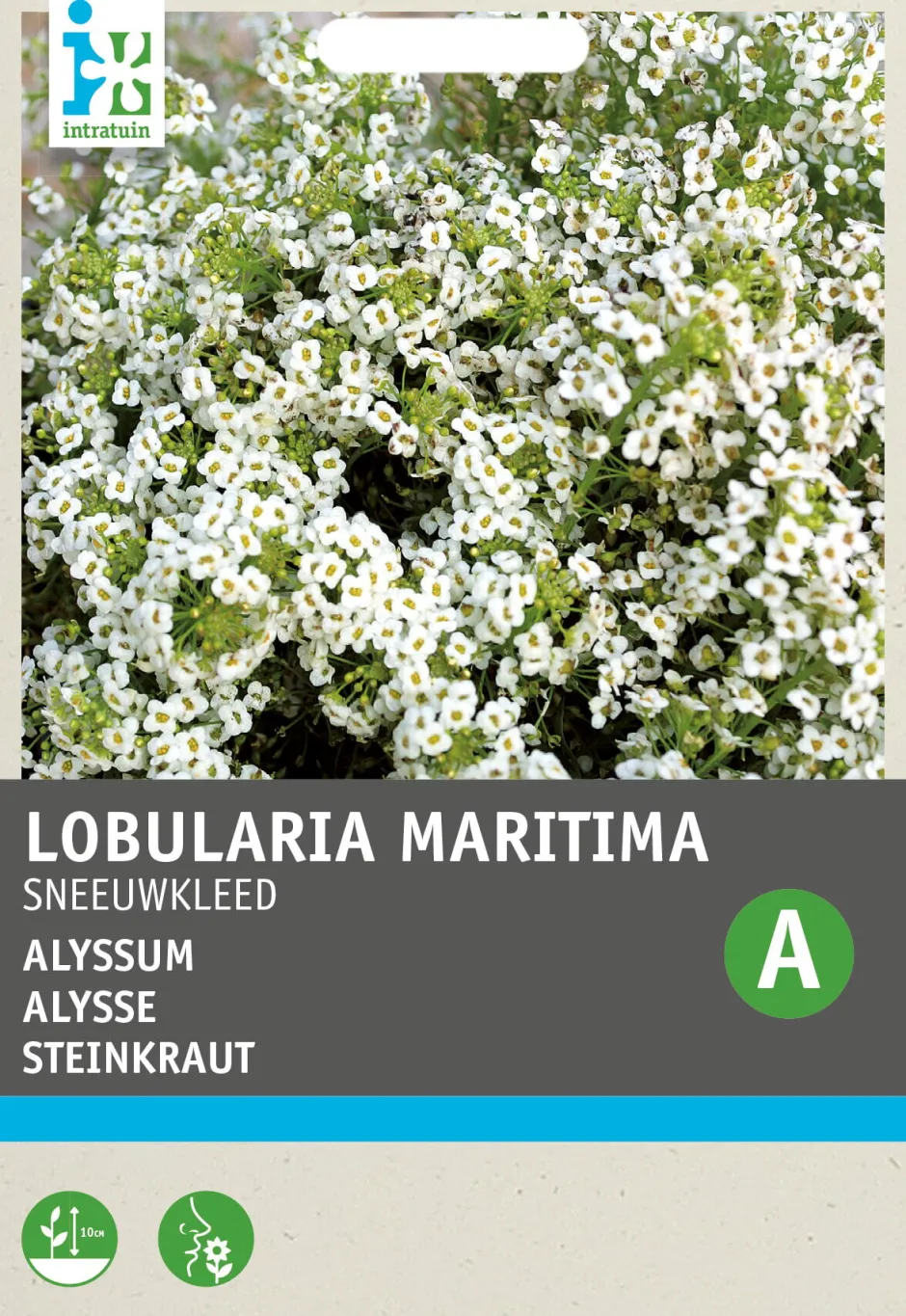 Intratuin Steinkraut weiß (Alyssum maritumum 'Schneeteppich') Blumensamen| Saatgut|Blühende Pflanzen