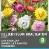 Intratuin Strohblume (Helichrysum bracteatum 'Tom Thumb') Blumensamen-Mischung| Saatgut|Blühende Pflanzen