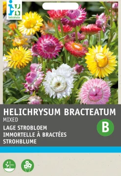 Intratuin Strohblume (Helichrysum bracteatum 'Tom Thumb') Blumensamen-Mischung| Saatgut|Blühende Pflanzen