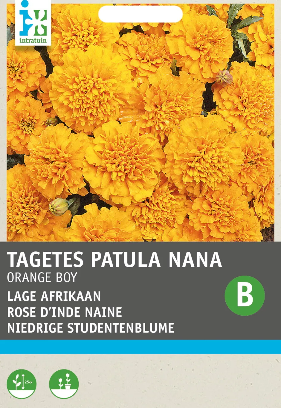 Intratuin Studentenblume orange (Tagetes patula nana 'Orange Boy') Blumensamen| Saatgut|Blühende Pflanzen