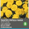Intratuin Studentenblume gelb (Tagetes patula nana 'Petite Yellow') Blumensamen| Saatgut|Blühende Pflanzen
