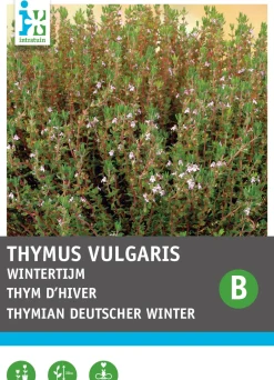 Intratuin Thymian Winter (Thymus vulgaris) Samen| Kräutersamen|Saatgut