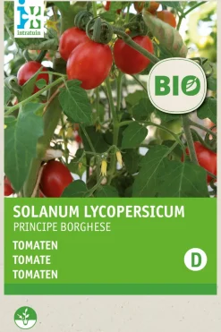 Intratuin Tomate (Solanum Lycopersicum 'Principe Borghese') (BIO) Samen| Gemüsesamen|Saatgut
