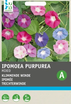 Intratuin Trichterwinde (Ipomoea purpurea) Blumensamen-Mischung| Saatgut|Blühende Pflanzen