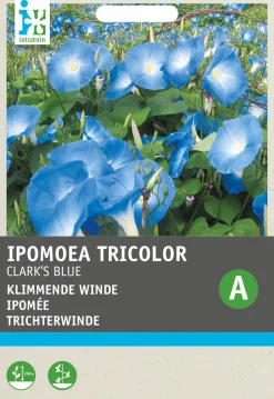 Intratuin Trichterwinde (Ipomoea tricolor 'Clark's Blue') Blumensamen| Saatgut|Blühende Pflanzen