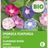 Intratuin Trichterwinde (Ipomoea purpurea) (BIO) Samen-Mischung| Saatgut