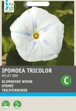 Intratuin Trichterwinde weiß (Ipomoea tricolor 'Milky Way') Blumensamen| Saatgut|Blühende Pflanzen