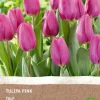 Intratuin Tulpe (Tulipa) (BIO) Blumenzwiebeln rosa 6 St.| Frühlings-Blüher|Blumenzwiebeln