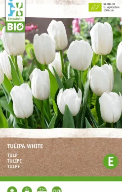 Intratuin Tulpe (Tulipa) (BIO) Blumenzwiebeln weiß 6 St.| Frühlings-Blüher|Blumenzwiebeln