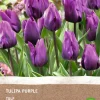 Intratuin Tulpe (Tulipa) (BIO) Blumenzwiebeln dunkelviolett 6 St.| Blühende Pflanzen|Frühlings-Blüher