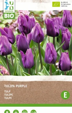 Intratuin Tulpe (Tulipa) (BIO) Blumenzwiebeln dunkelviolett 6 St.| Blühende Pflanzen|Frühlings-Blüher
