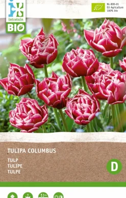 Intratuin Tulpe (Tulipa 'Columbus') (BIO) Blumenzwiebeln 6 St.| Frühlings-Blüher|Blumenzwiebeln
