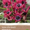 Intratuin Tulpe (Tulipa 'Little Beauty') (BIO) Blumenzwiebeln 6 St.| Frühlings-Blüher|Blühende Pflanzen