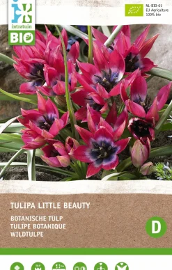 Intratuin Tulpe (Tulipa 'Little Beauty') (BIO) Blumenzwiebeln 6 St.| Frühlings-Blüher|Blühende Pflanzen