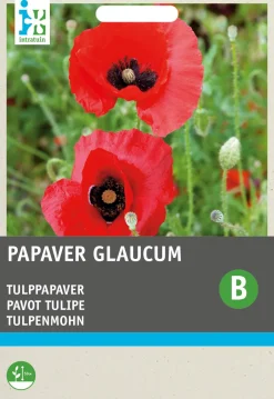 Intratuin Tulpenmohn rot mit Fleck (Papaver glaucum) Blumensamen| Blühende Pflanzen|Saatgut