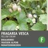 Intratuin Walderdbeere weiß (Fragaria vesca 'Yellow Cream') Samen| Obstsamen|Saatgut
