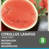 Intratuin Wassermelone (Citrullus lanatus 'Sugar Baby') Samen| Obstsamen|Saatgut