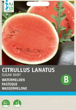 Intratuin Wassermelone (Citrullus lanatus 'Sugar Baby') Samen| Obstsamen|Saatgut