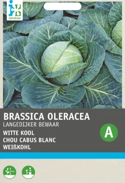 Intratuin Weißkohl (Brassica oleracea 'Langedijker Dauer') Samen| Gemüsesamen|Saatgut
