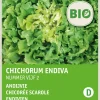 Intratuin Winterendivie (Cichorium endivia 'Eskariol Grüner') (BIO) Samen| Gemüsesamen|Saatgut