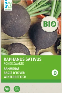 Intratuin Winterrettich (Raphanus sativus 'Ronde Zwarte') (BIO) Samen| Gemüsesamen|Saatgut