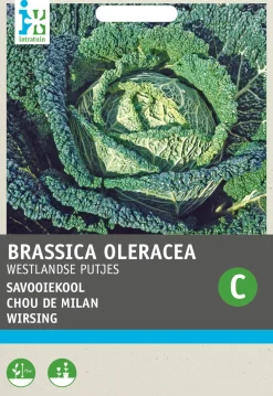 Intratuin Wirsing (Brassica oleracea 'Brüsseler Winter') Samen| Gemüsesamen|Saatgut