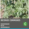 Intratuin Wunderbaum (Ricinus communis) Blumensamen| Saatgut|Blühende Pflanzen