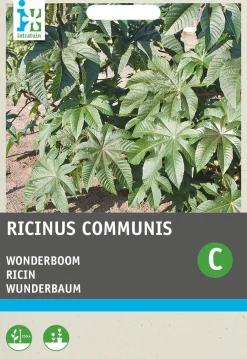 Intratuin Wunderbaum (Ricinus communis) Blumensamen| Saatgut|Blühende Pflanzen