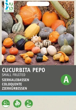 Intratuin Zierkürbis klein (Cucurbita pepo) Samen-Mischung| Gemüsesamen|Saatgut