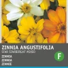 Intratuin Zinnie (Zinnia angustifolia 'Star Starbright') Blumensamen-Mischung| Blühende Pflanzen|Saatgut