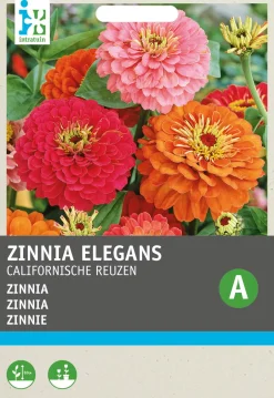Intratuin Zinnie (Zinnia elegans 'Kalifornische Riesen') Blumensamen-Mischung| Saatgut|Blühende Pflanzen