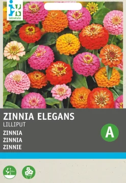 Intratuin Zinnie (Zinnia elegans 'Pompon') Blumensamen-Mischung| Saatgut|Blühende Pflanzen