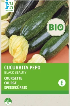 Intratuin Zucchini (Curcurbita pepo 'Black Beauty') (BIO) Samen| Gemüsesamen|Saatgut