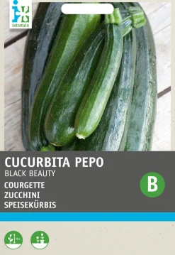 Intratuin Zucchini dunkelgrün (Cucurbita Pepo 'Black Beauty') Samen| Gemüsesamen|Saatgut