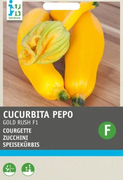 Intratuin Zucchini gelb (Cucurbita pepo 'Gold Rush') Samen| Gemüsesamen|Saatgut