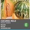 Intratuin Zuckermelone (Cucumis melo 'Oranje Ananas') Samen| Obstsamen|Saatgut