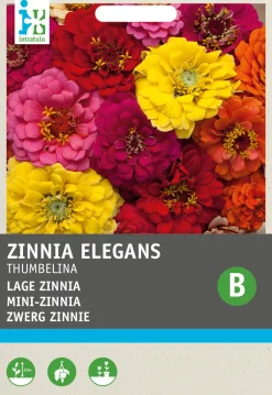 Intratuin Zwerg-Zinnie (Zinnia elegans 'Thumbelina') Blumensamen-Mischung| Saatgut|Blühende Pflanzen