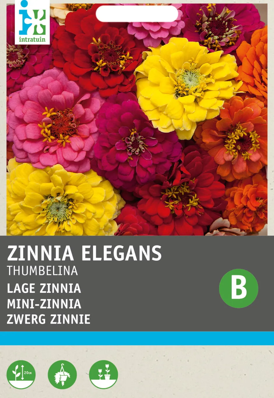 Intratuin Zwerg-Zinnie (Zinnia elegans 'Thumbelina') Blumensamen-Mischung| Saatgut|Blühende Pflanzen