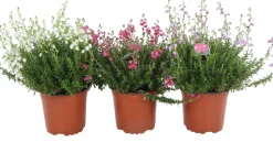 Intratuin Irische Heide (Daboecia cantabrica) D 12 H 15 cm| Blühende Pflanzen|Immergrüne Pflanzen